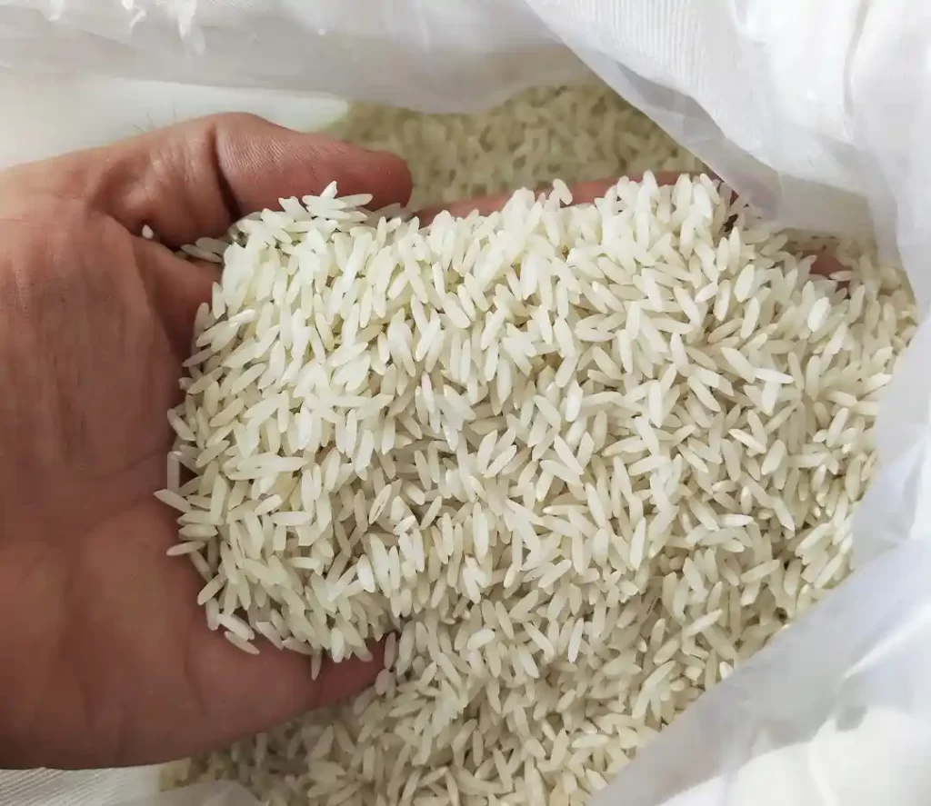 برنج کشت دوم