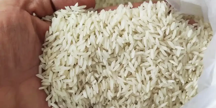 برنج کشت دوم چیست و چرا عطر و طعم آن بی‌نظیر است؟